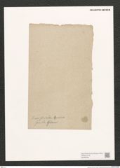Navicula sp. (de-Toni-Nr.: Genus 1) Zeichnungen Sammlung Grunow (NHMW-BOT-W0368488)
